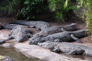 Crocodiles